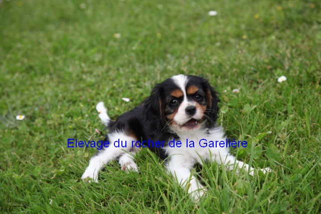 Cavalier King Charles : Jackpot du rocher de la Garelire